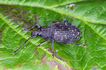 Closeup on the Black vine weevil, Otiorhynchus sulcatus sitting on a green leaf in the garden