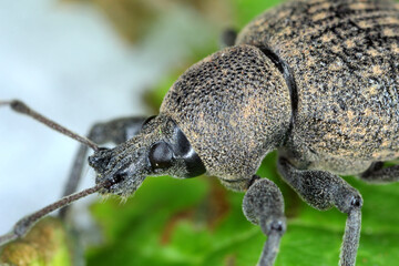Beetle of Otiorhynchus (sometimes Otiorrhynchus) on leaf. Many of them e.i. black vine weevil (O. sulcatus) or strawberry root weevil (O. ovatus) are important pests.