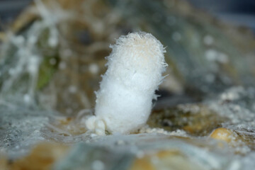 Mycelium and young fruiting bodies of mushrooms of the genus Coprinus - shaggy ink cap.
