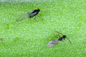 The black bean aphid (Aphis fabae) and parasitoid wasp - braconids wasp (Hymenoptera: Braconidae)....