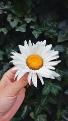 daisy flower in a hand