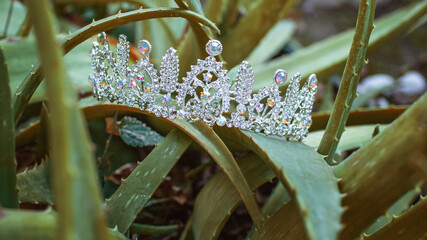 Corona de reina entre plantas naturales 