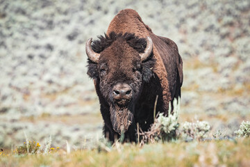 bison standing in mountains © Josh