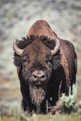bison standing in mountains