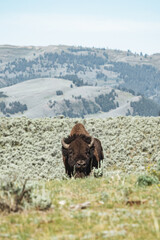 bison standing in mountains