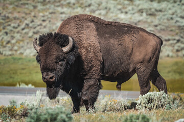 bison standing in mountains 
