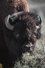 bison eating 