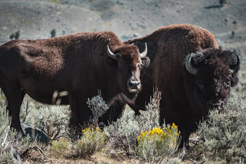 bison family 