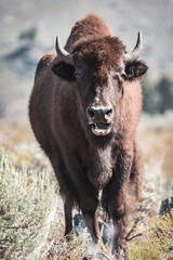 young bison 