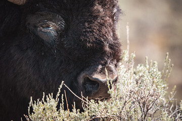 bison eating 