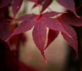 red maple leaf