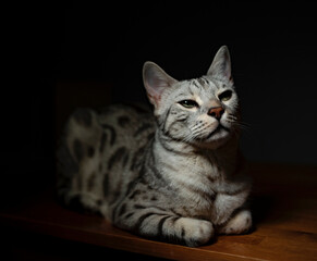 cat on a black background sitting on the floor. Pretentious cat eyes. Expectation