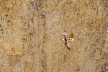 flying osprey bird