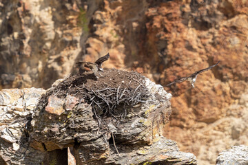flying osprey bird