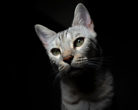cat on a black background sitting on the floor. Pretentious cat eyes. Expectation