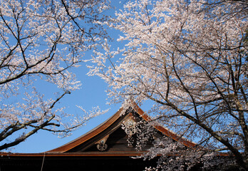 春の三井寺　桜と金堂　滋賀県大津市