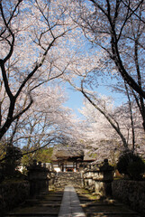 春の三井寺　参道の桜　滋賀県大津市