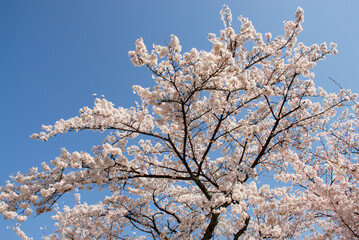 春の三井寺　境内の桜　滋賀県大津市