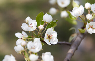 Flowering fruit tree pear in spring in the garden, on background in sunlight