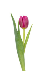 Lilac tulip flower on whitebackground.