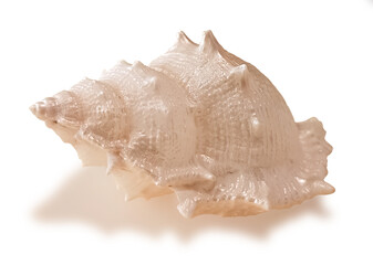 Seashell isolated on white background stock photo