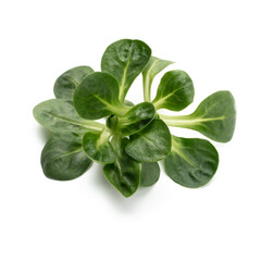 Corn Salad Leaves isolated on white background.