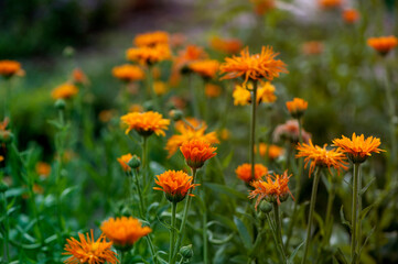 orange calendula flowers in the garden close-up. flower meadow