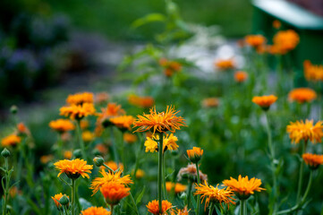orange calendula flowers in the garden close-up. flower meadow