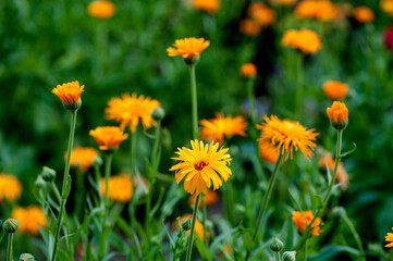 orange calendula flowers in the garden close-up. flower meadow