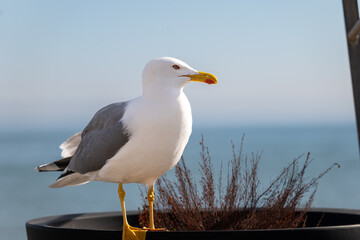 seagull on the beach