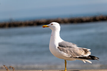 Obraz premium seagull on the beach