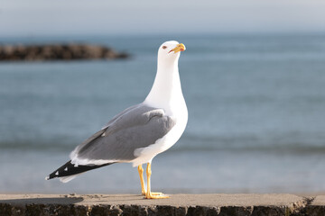seagull on the beach