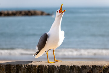 seagull on the beach