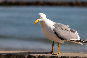 seagull on the beach