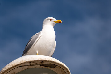 close up of a seagull