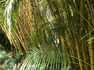 Fototapeta na wymiar Bamboo Forest, Hawaii
