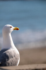 seagull on a rock