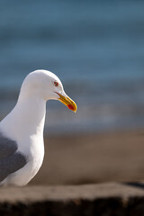 Fototapeta premium seagull on the beach