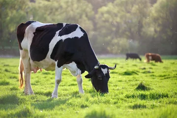 Poster Im Rahmen Milk cow grazing on green farm pasture on summer day. Feeding of cattle on farmland grassland © bilanol