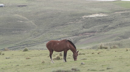 caballo juan