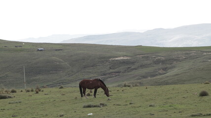 caballo juan