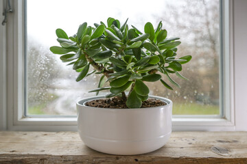 Crassula ovata, known as lucky plant or money tree in a white pot in front of a window on a rainy...