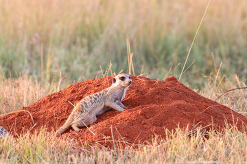 Meerkat, Addo Elephant National Park