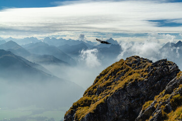 Flying bird in the mountains