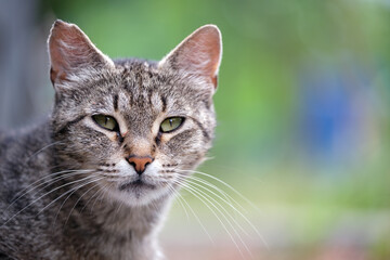 Portrait of gray cat resting on steet outdoors in summer