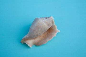 seashells, seashells on the background, background, place for text