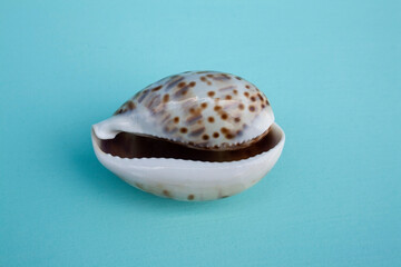 seashells, seashells on the background, background, place for text