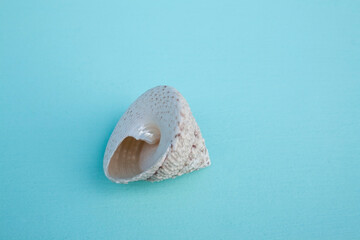 seashells, seashells on the background, background, place for text