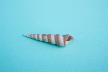 seashells, seashells on the background, background, place for text