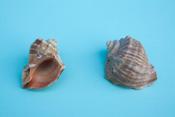 seashells, seashells on the background, background, place for text